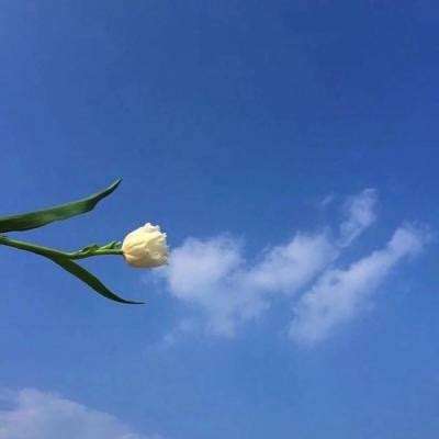 “嫦娥四号”奔月 还带了个“中德混血儿”