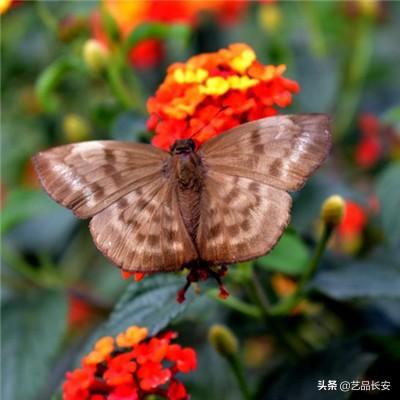 7187【鸭鸭】夏天拍的大鸭小鸭们