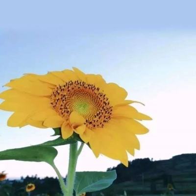 伊甸直飞2027直达入口网