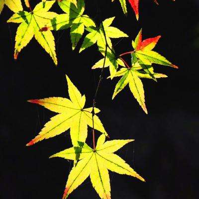 福袋“杀熟”百元“盲盒”包装滞销品 在“不退不换”的霸王条款下，不少消费者被“割韭菜”